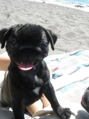 pug.jpg
